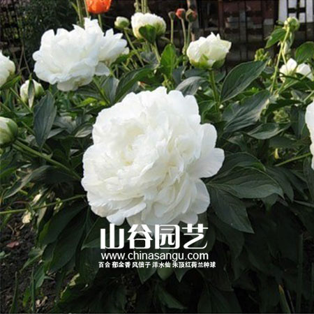 创世大发-芍药