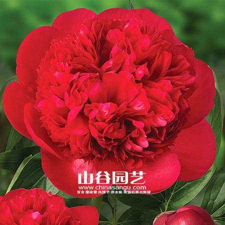 创世大发-芍药