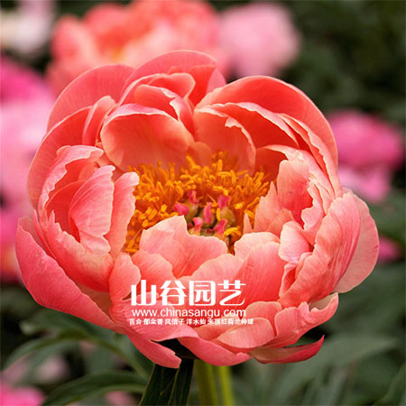 创世大发-芍药