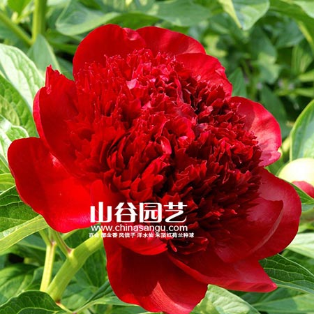创世大发-芍药