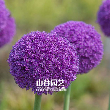创世大发-花葱