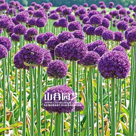 创世大发-花葱