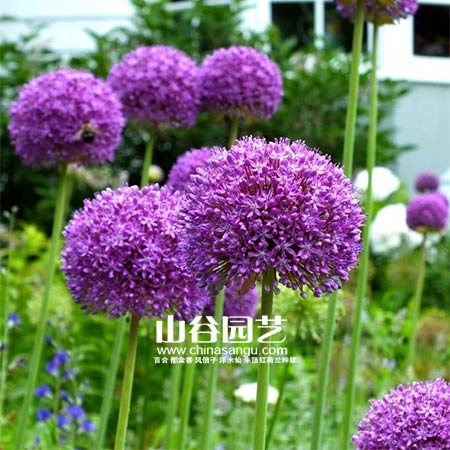 创世大发-花葱