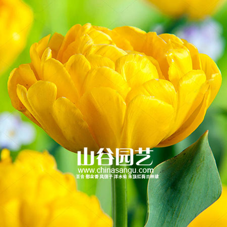 创世大发-郁金香