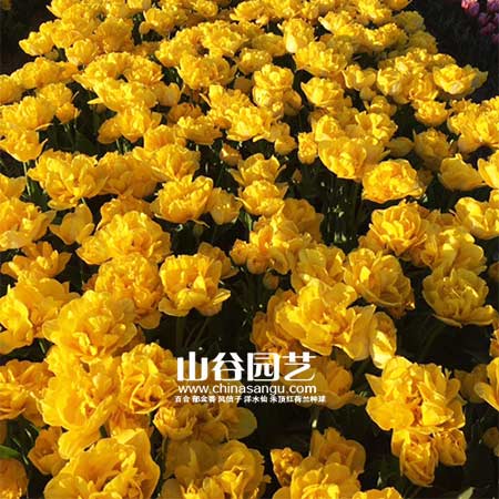 创世大发-郁金香