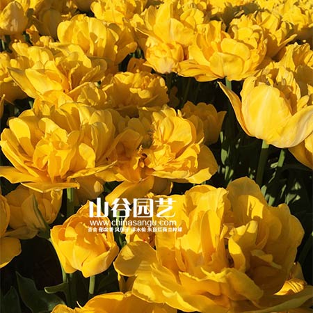 创世大发-郁金香