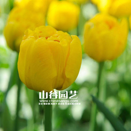 创世大发-郁金香