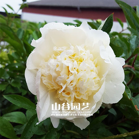 创世大发-芍药