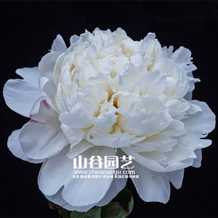 创世大发-芍药