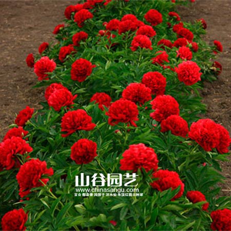 创世大发-芍药