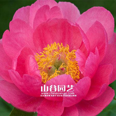 创世大发-芍药