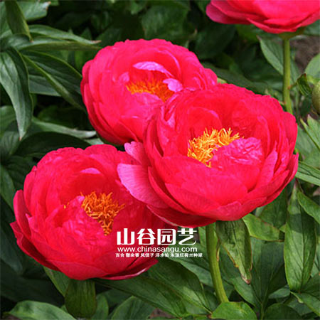 创世大发-芍药