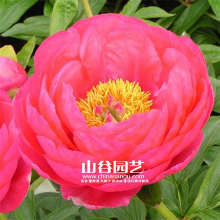 创世大发-芍药