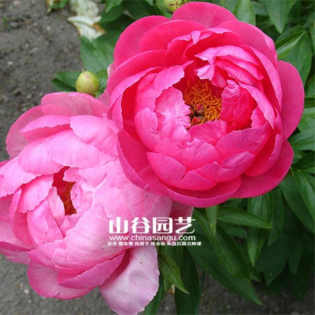 创世大发-芍药