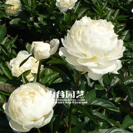 创世大发-芍药