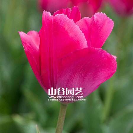 创世大发-郁金香