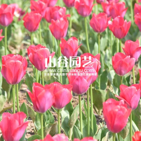 创世大发-郁金香