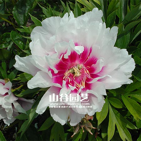 创世大发-芍药
