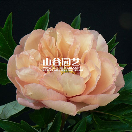 创世大发-芍药