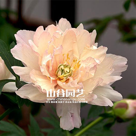 创世大发-芍药