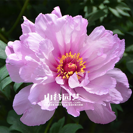 创世大发-芍药