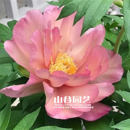 创世大发-芍药
