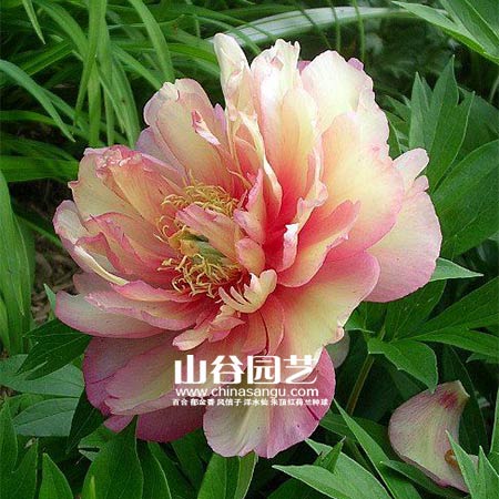 创世大发-芍药