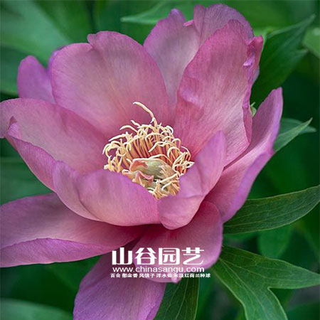 创世大发-芍药