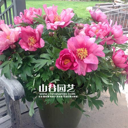 创世大发-芍药