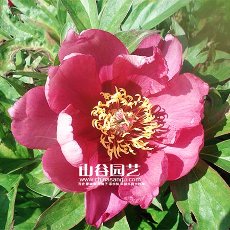 创世大发-芍药