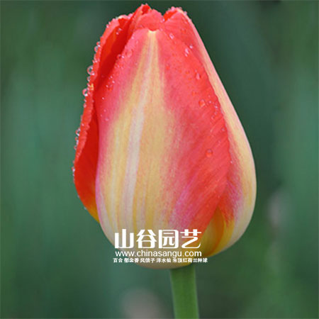 创世大发-郁金香