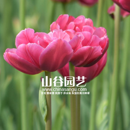 创世大发-郁金香