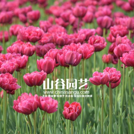 创世大发-郁金香