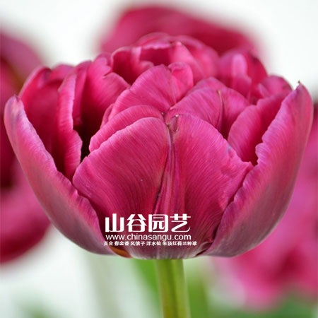 创世大发-郁金香