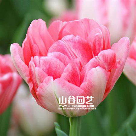 创世大发-郁金香