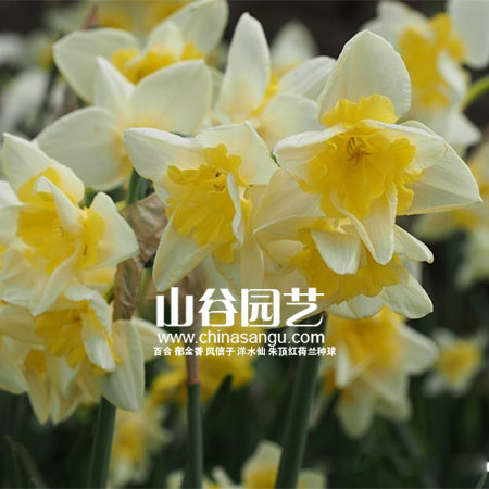 创世大发-洋水仙