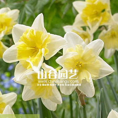创世大发-洋水仙