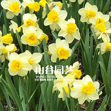 创世大发-洋水仙
