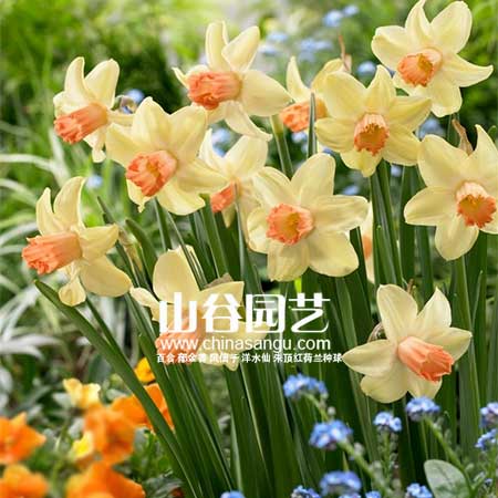 创世大发-洋水仙