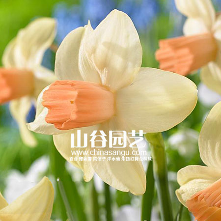 创世大发-洋水仙