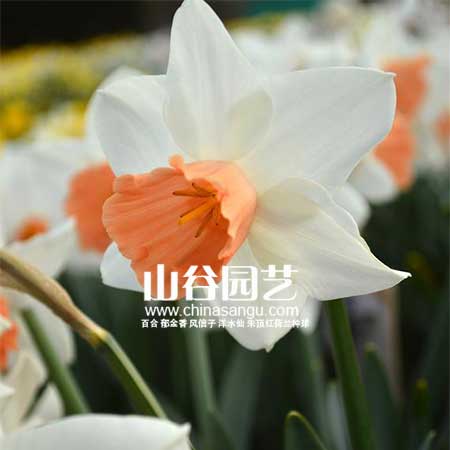 创世大发-洋水仙