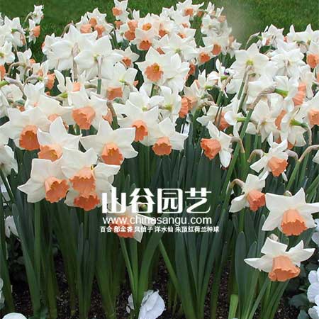 创世大发-洋水仙