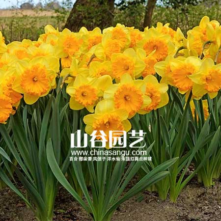 创世大发-洋水仙