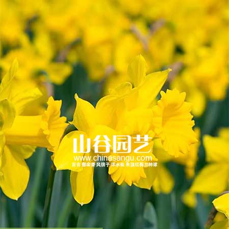 创世大发-洋水仙