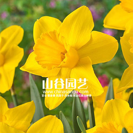 创世大发-洋水仙