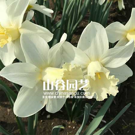 创世大发-洋水仙
