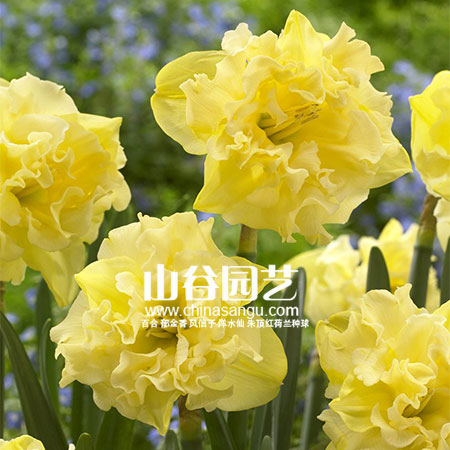 创世大发-洋水仙