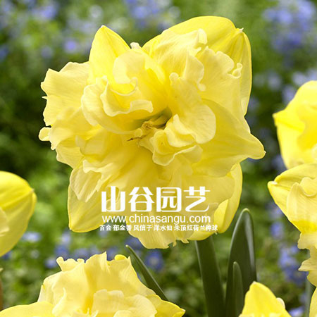 创世大发-洋水仙
