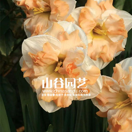 创世大发-洋水仙
