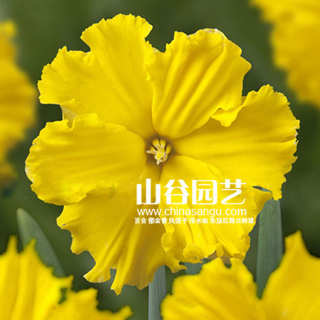 创世大发-洋水仙